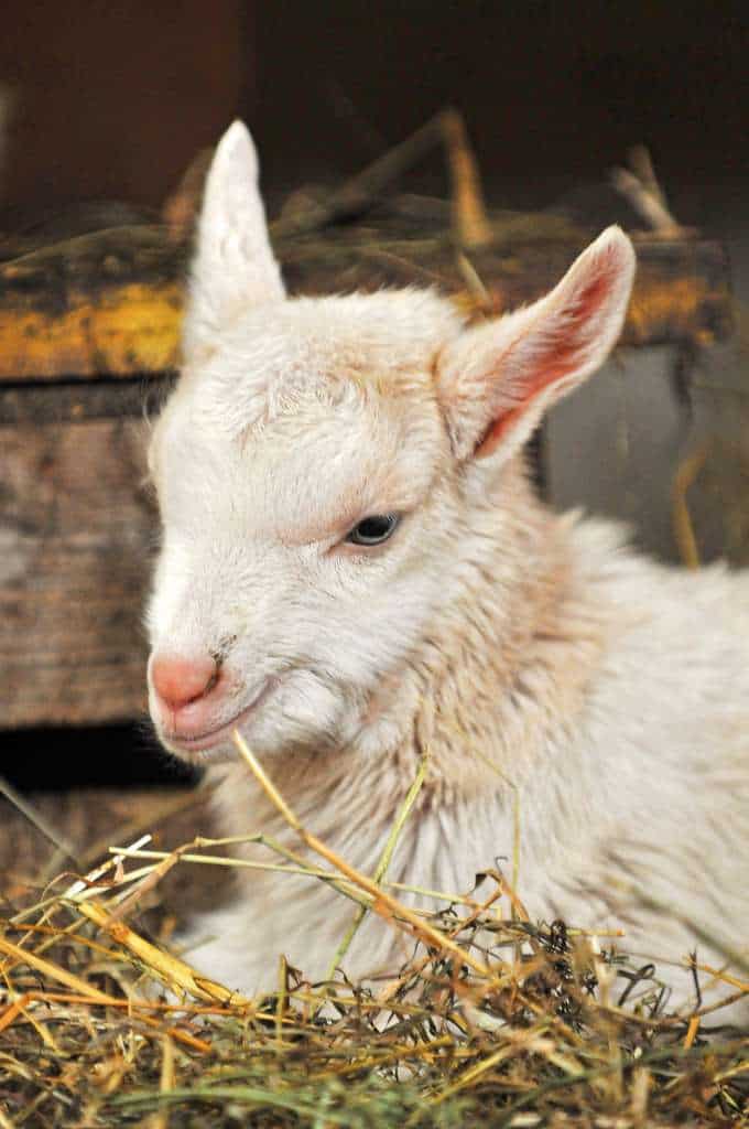 Baby goat in the hay