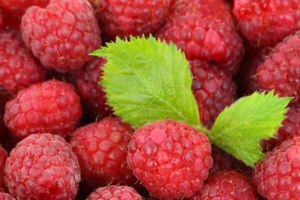 berries raspberries fruits produce 2276