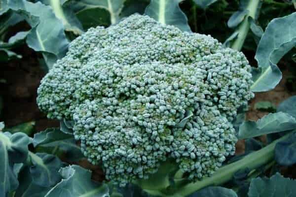 broccoli vegetable plant fresh 494754