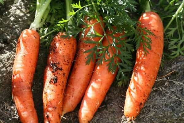 Carrots - Carota - Wortels - Geze - 胡萝卜- zanahoria - carotte - ニンジン