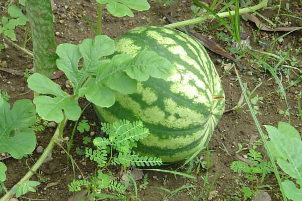 Water melon in Bahoni garden