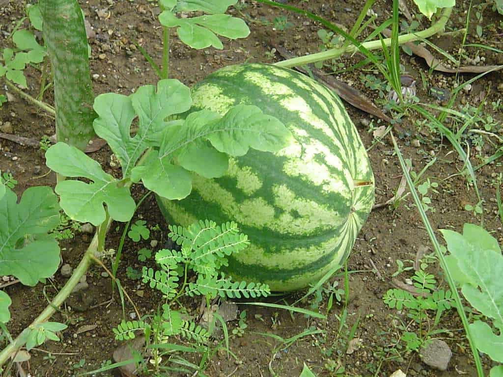 Water melon in Bahoni garden